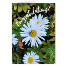 White Daisy Blume mit einer BienenGratulationskart