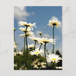 White Daisy Blume Postcard Postkarte