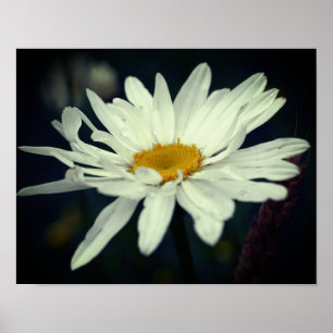 White Daisy Blume Poster