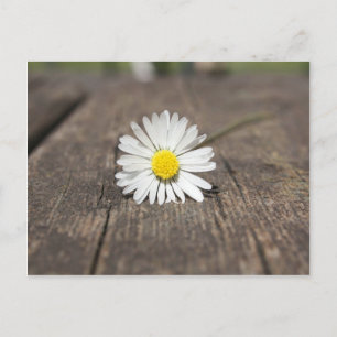 White Daisy Blume Postkarte