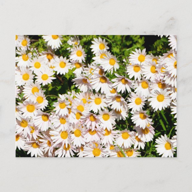 White Daisy Blume Postkarte (Vorderseite)