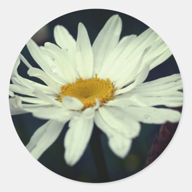White Daisy Blume Raindrops Runder Aufkleber (Vorderseite)