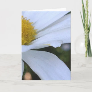 White Daisy Closeup Blank Greeting Card Karte