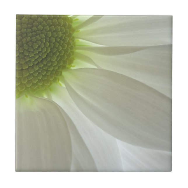 White Daisy Petals Fliese (Vorderseite)