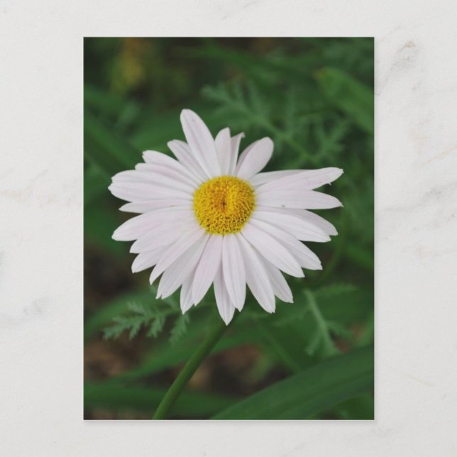 White Daisy Post Card Wilde Blume Postkarte (Vorderseite)