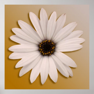 White Daisy Poster