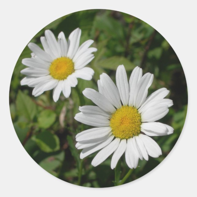 White Daisy Runder Aufkleber (Vorderseite)