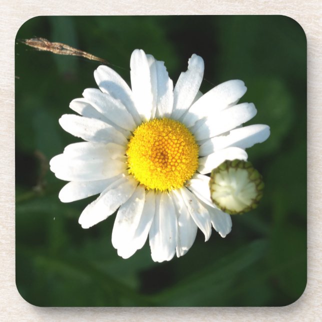 White Daisy Untersetzer (Vorderseite)