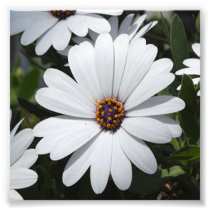 White Daisy's in Bloom Fotodruck