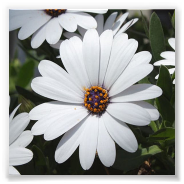 White Daisy's in Bloom Fotodruck (Vorne)