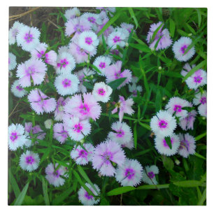 White Dianthus Blume Tile Fliese