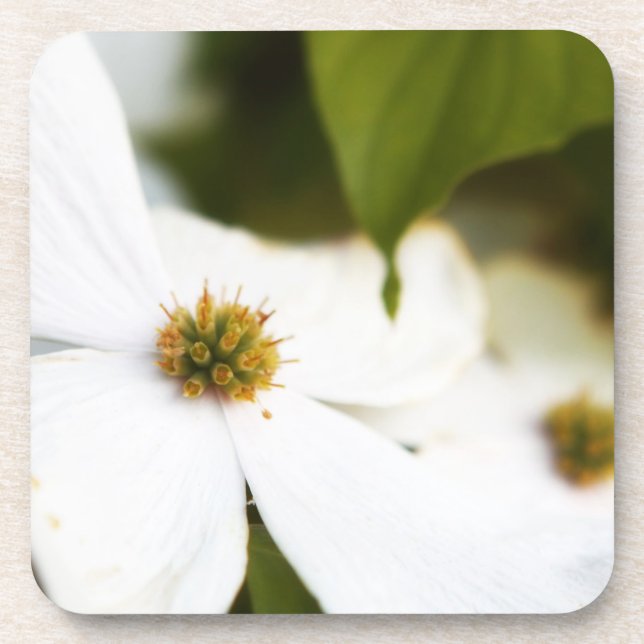 White Dogwood Flower Untersetzer (Vorderseite)