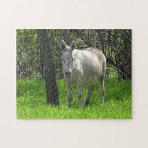 White Donkey on the Farm in the Midwest