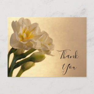 White Double Daffodic Danke Postkarte