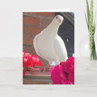 White Dove bearbeitbar