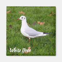 White Dove für Vögel und Taube Liebesgeschenk