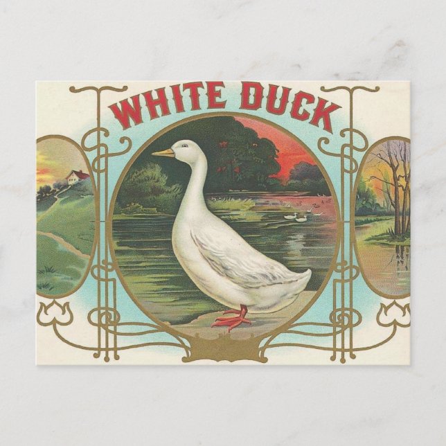White Duck Postkarte (Vorderseite)