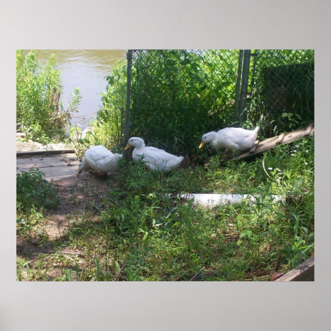 White Ducks on a Ramp Poster (Vorne)