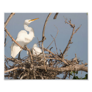 White Egret and Baby in Nest Fotografie Print
