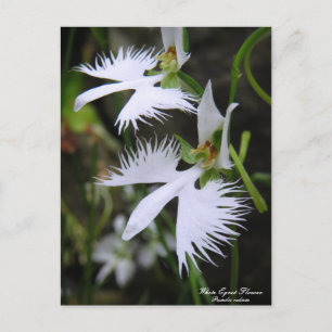White Egret Blume:Postcard Postkarte