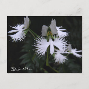 White Egret Blume:Postcard Postkarte