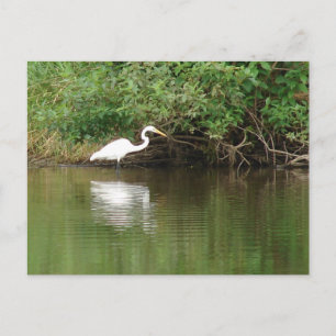 White Egret Postkarte