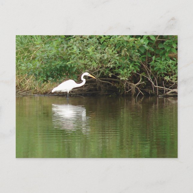 White Egret Postkarte (Vorderseite)