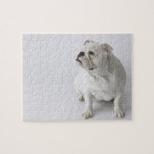 White English Bulldog