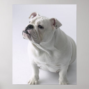 White English Bulldog im Studio sitzt, Poster
