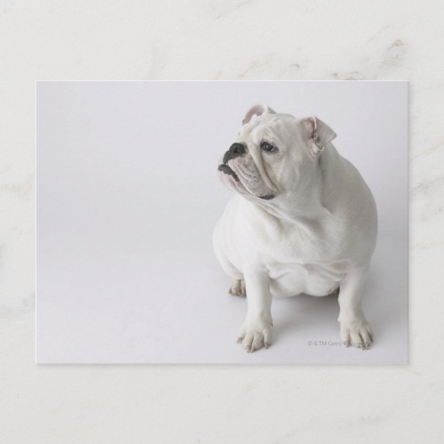 White English Bulldog Postkarte (Vorderseite)