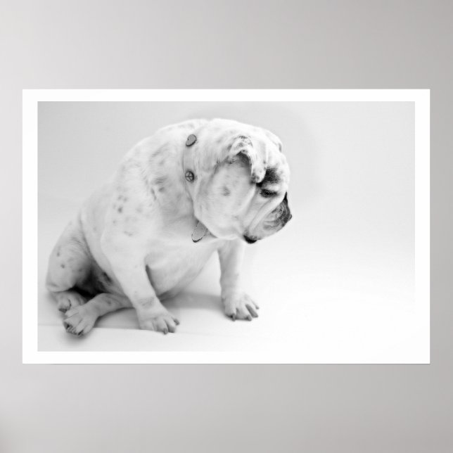 White English Bulldog Sitting Poster (Vorne)