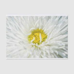 White English Daisy Blume Seidenpapier
