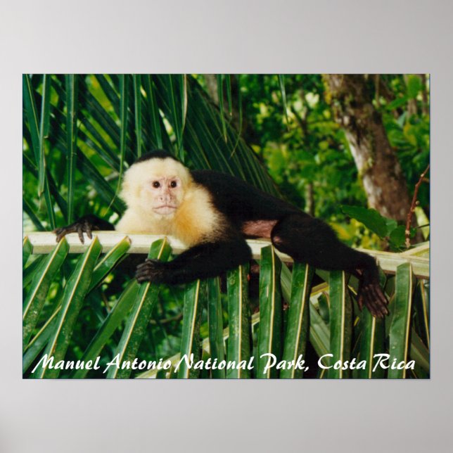 White Face Monkey Costa Rica Poster (Vorne)