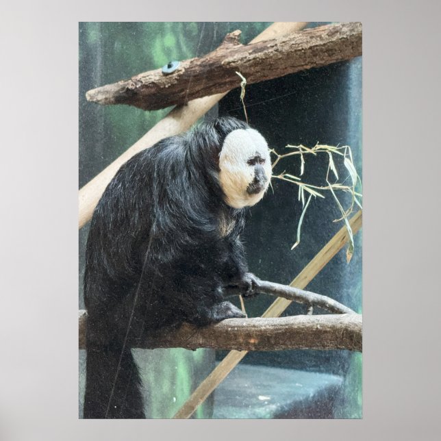 White-faced Saki Monkey Poster (Vorne)