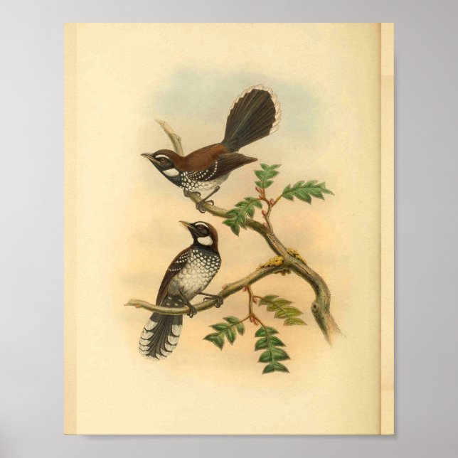 White Fantail Flycatcher Bird Vintag Print Poster (Vorne)