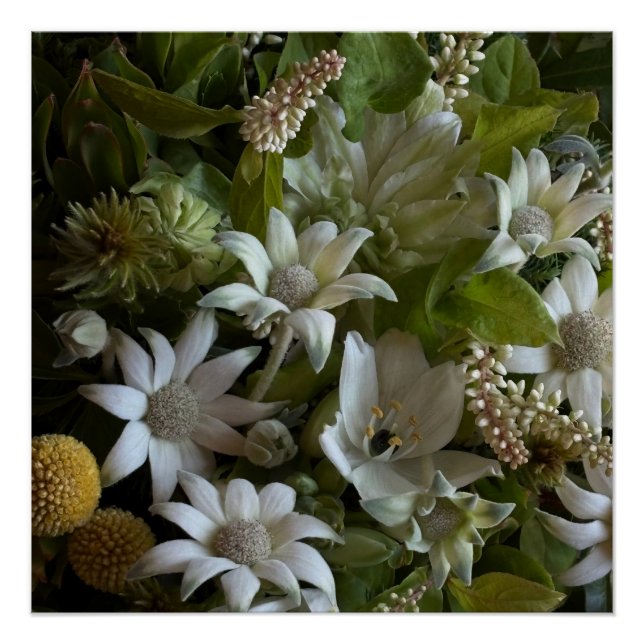 White Flannel Flower, Arabicum & Phylica Botanical Poster (Vorderseite)
