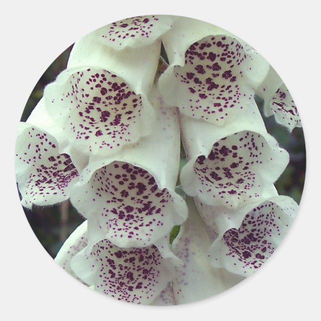 White Foxglove Runder Aufkleber (Vorderseite)