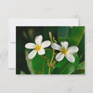 White Frangipani