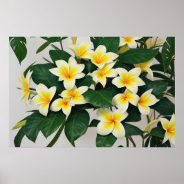 White Frangipani-Blume Poster