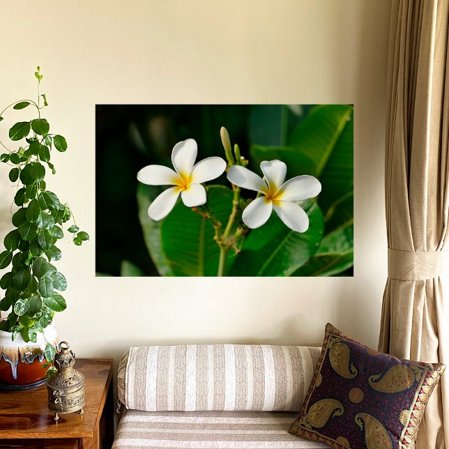 White Frangipani Canvas Print Poster (Von Creator hochgeladen)