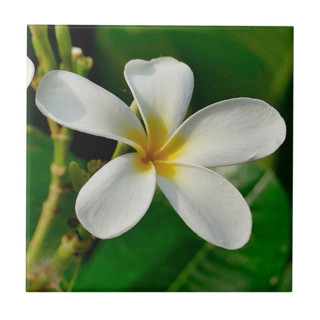 White Frangipani Fliese (Vorderseite)