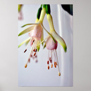 White Fuchsia Hawkshead Summer Blume Poster