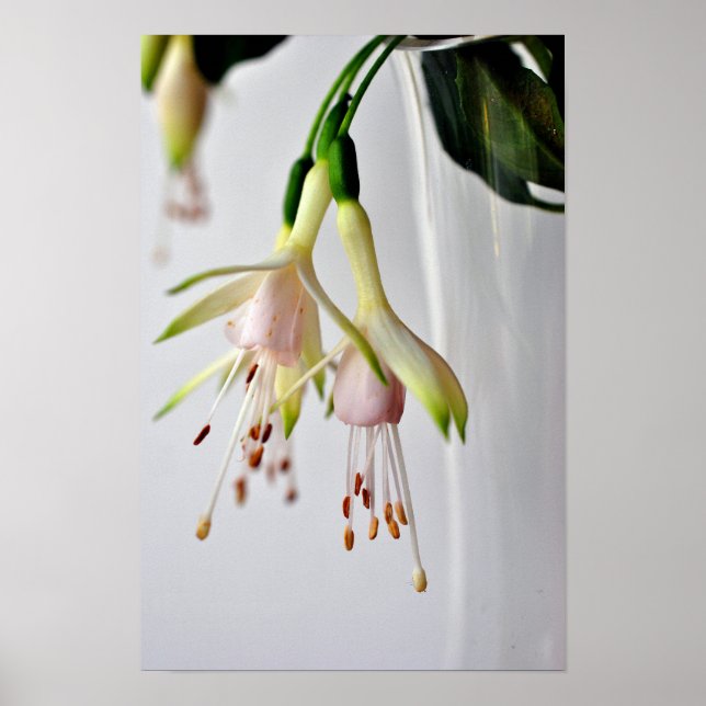 White Fuchsia Hawkshead Summer Blume Poster (Vorne)