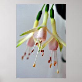 White Fuchsia Hawkshead Summer Blume Poster