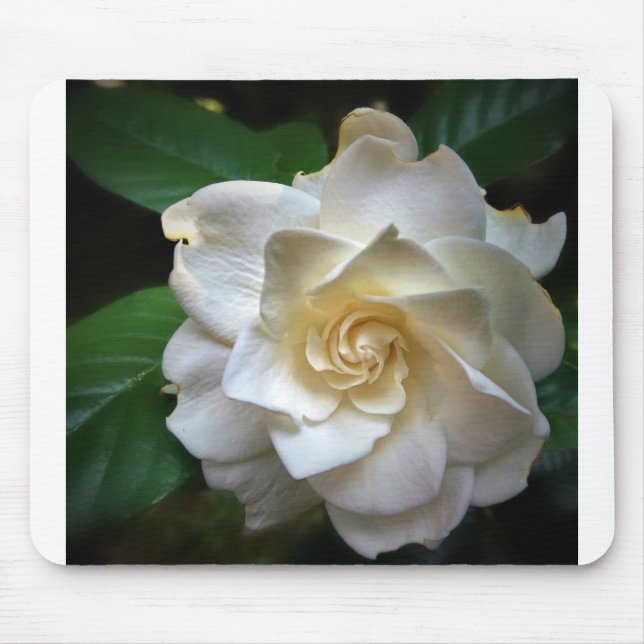 White Gardenia Mousepad (Vorne)