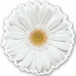 White Gerber Daisy Blume Kiss-Cut Sticker