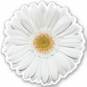 White Gerber Daisy Blume Kiss-Cut Sticker