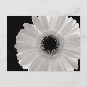 White Gerbera Blume Postkarte