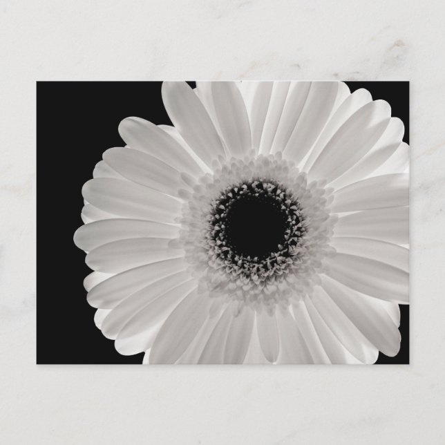 White Gerbera Blume Postkarte (Vorderseite)