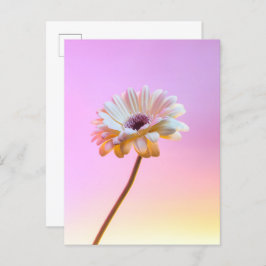 White Gerbera Daisy Postcard Postkarte